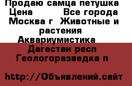 Продаю самца петушка › Цена ­ 700 - Все города, Москва г. Животные и растения » Аквариумистика   . Дагестан респ.,Геологоразведка п.